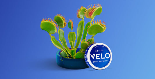 Nicotine Pouches At Work